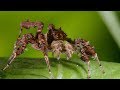 Spider With Three Super Powers - The Hunt - BBC Earth