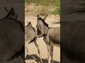 #donkey #jungle #youtubes