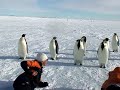 Penguin Walking on Ice | Penguin in Antarctica | Penguin Noises | Fat Penguin Walking