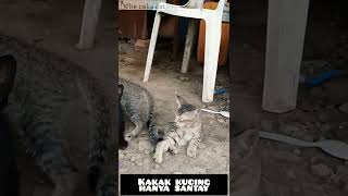 Kakak Kucing Jagain Adik Nya Lagi Nyusu