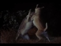 Old Yeller S Dance