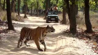 A tiger on the prowl in Bandhavgarh, India A tiger on the prowl in Bandhavgarh, India