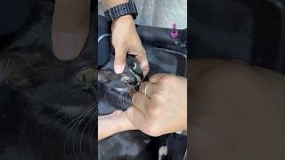 Gözünden Ot Çıktı Sizce Bu Çıkan Oyun Adı Ne