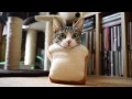 猫おはぎパン - Ohagi the Cat Breads -