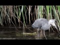 Heron's Difficult Eel Meal... swallowing live prey can be problematic.