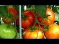 PlantProfile : Celebrity Tomato