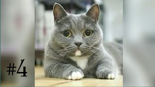 Забавные животные/Funny animals #4