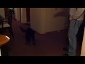 Chelsea the dog chasing the cat laser shooter