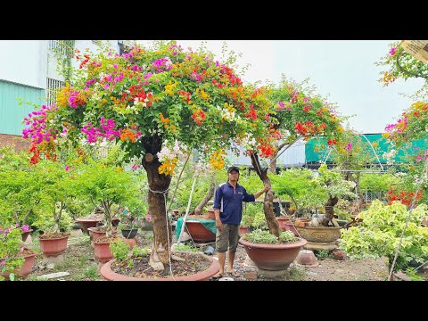 Hoa giấy ngũ sắc thành phẩm rao bán ngày 26th5 vựa kiểng Minh Quang