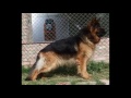Pitbull vs rottweiler vs german shepherd vs doberman
