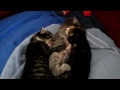 Brand New Sleepy Kittens: Uno, Otter, and Biscuits