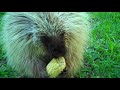 "Teddy Bear," the porcupine, doesn't like to share...