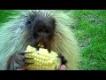 &quot;Teddy Bear,&quot; the porcupine, doesn't like to share...