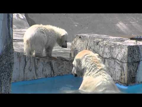 うっかり落ちて焦った赤ちゃん〜Polar Bears baby fell into water