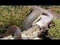 Snake Eats Crocodile - CAUGHT ON TAPE