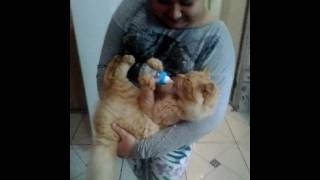 Meu Sobrinho Mamando