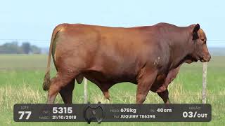 LOTE 77 - TOUROS BRANGUS - LEILÃO SÃO BIBIANO 2021