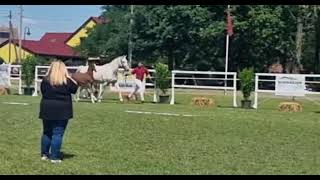 Hengstfohlen Von Colestus-Cini Ii, Züchter Krüger