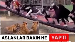 Aslanlar Bakın Insanlara Ne Yaptılar