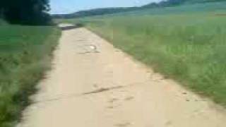 Jack Russel Terrier Amy Und Lisa