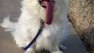 Thumb Puggy: Pequeño perro pekinés con gigante lengua
