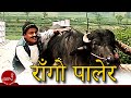 "राँगो पालेर" New Nepali Comedy Song  by Kedar Ghimire "माग्ने बुडा", Suntali "सुन्तली" & Bandre