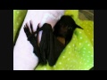 baby (black) flying fox 5days old - 10/05/2012 - flying fox australian bats (wildlife) Rescued