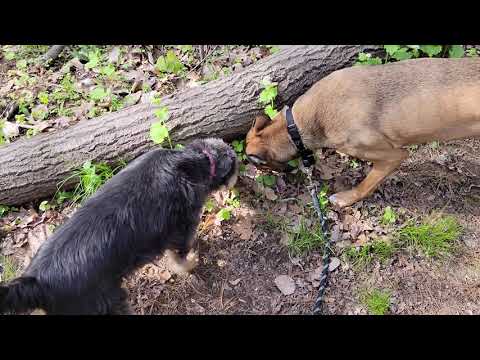 Gordo & Pelua