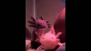 Axolotl