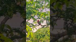 Red And White Birds ....