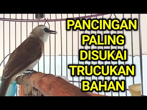 Pancingan trucukan BAHAN trucuk ombyokan dan malas bunyi agar bunyi gacor