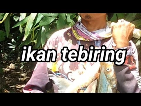 ikan tebiring kalimantan #ikan #mancingikan #mancing #alam #fhising