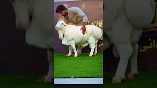 The World Biggest Saudani Dumba,Bakraeid Special 2025,Hsnshorts