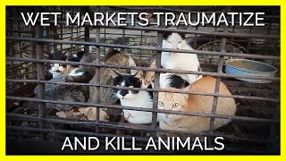 Animals Are Traumatized and Killed at Live Animal Markets Around the World