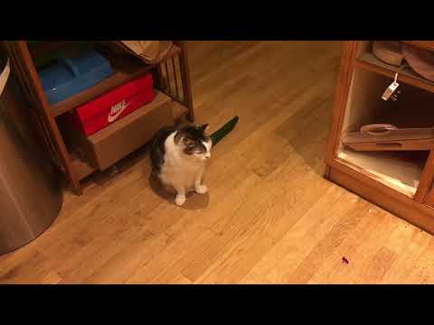 funny cats