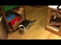 funny cats