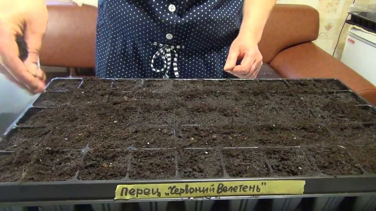 Как посадить правильно семена перца на рассаду 37