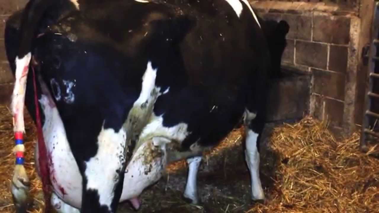 Longest cow fart EVER ! - @OurCowMolly Dairy Farm Sheffield - YouTube