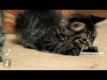 Fluffy Kittens Play With Q-Tips, So Amazing - Kitten Love