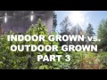 Indoor Grown vs Outdoor Grown Pt. 3 | by Cannabis Frontier