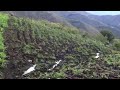 PASTO DE CORTE, CUBA 22, MARALFALFA, BOTON DE ORO