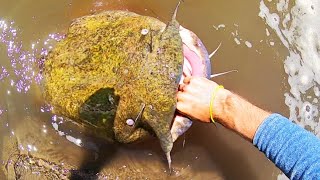 Catfish Of A Lifetime On A Lure