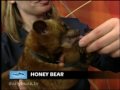 Adorable Honey Bear on The Daily Buzz