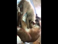 Breastfeeding cat ^_^