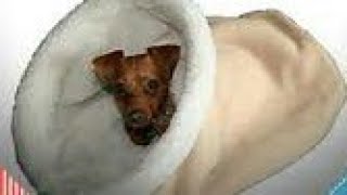 Dog Pressed By Owner | T-Serious Status.