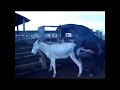 Big horse Mating With Small Donkey2020 Animal mating  Animal breeding video