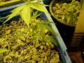 water the marijuana plants