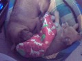 Fido y Pooh.3gp