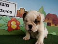 "Kim" English Bulldog For Sale / Contact Us: ceo@bullcanes.net - www.bullcanes.net