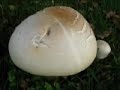 Big field mushroom and a couple of leaves